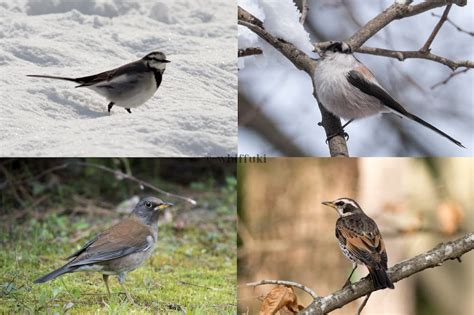 鳥 庭|庭に来る野鳥たち